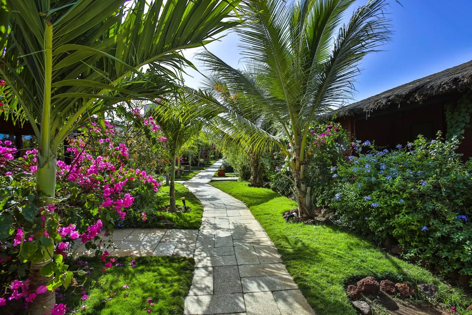 Royal Horizon Baobab