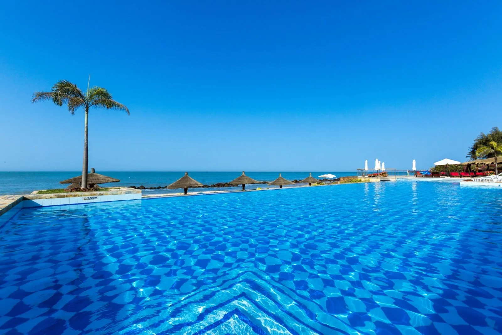 Royal Horizon Baobab