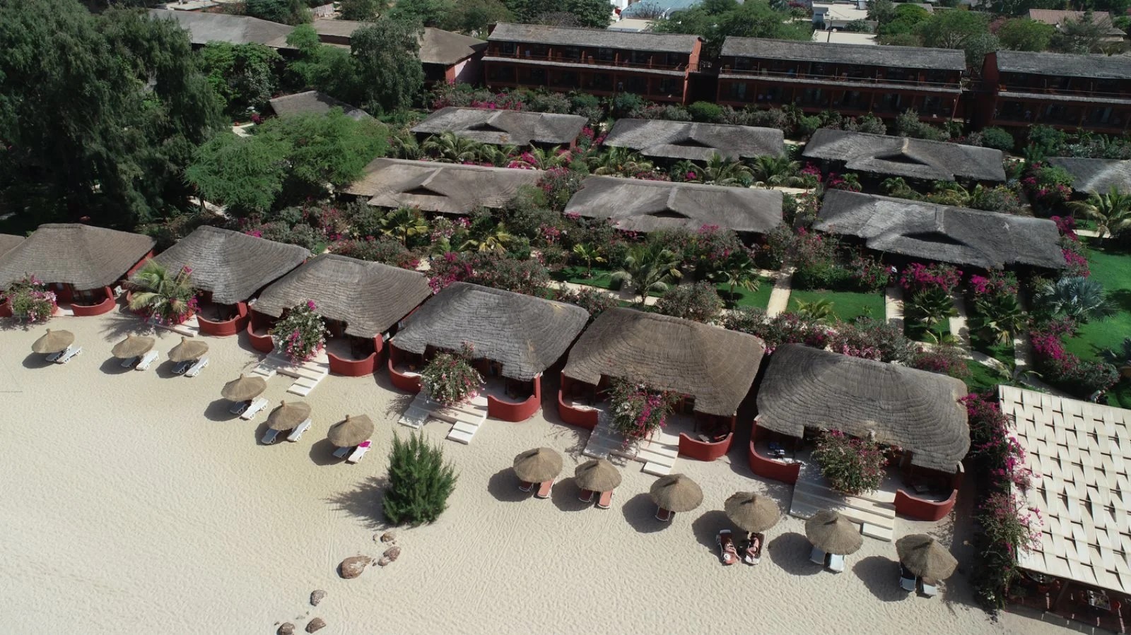 Royal Horizon Baobab