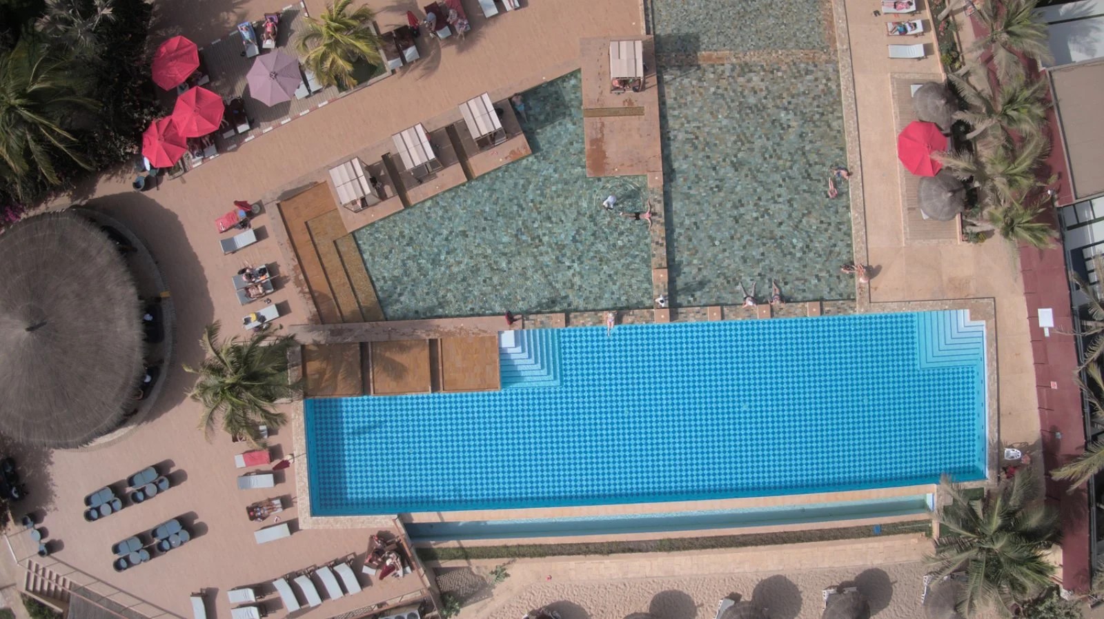 Royal Horizon Baobab